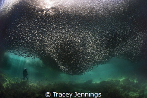 Dwarfed by sardines .. This picture to me represents the ... by Tracey Jennings 